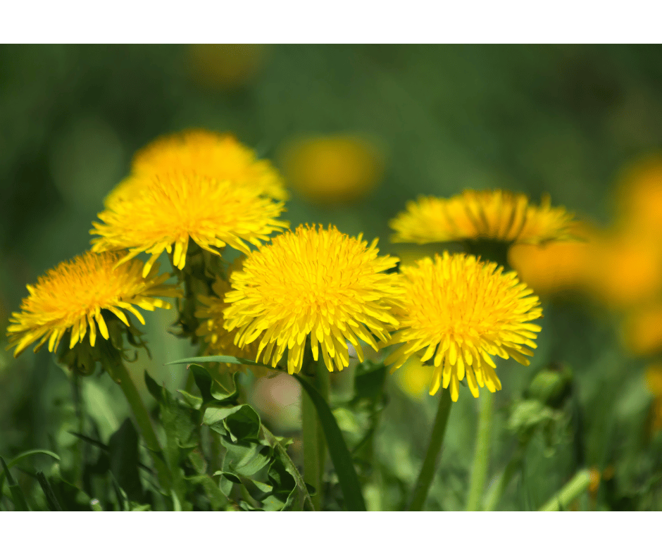 Od plevelu k superpotravině: Objevujeme zdravotní přínosy pampelišky