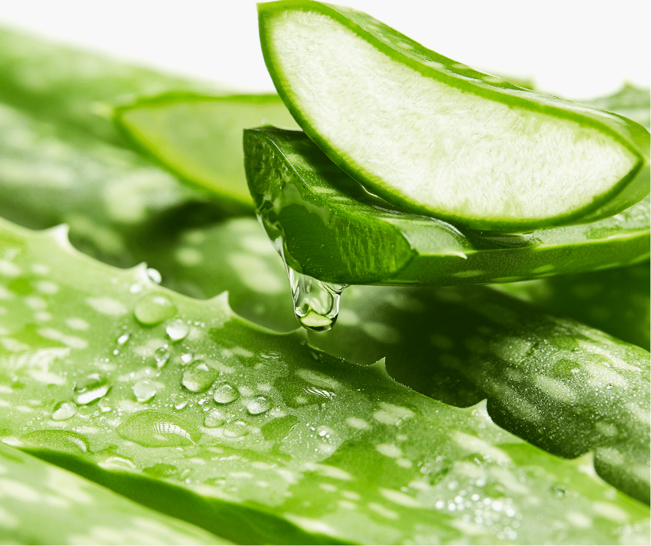 Aloe Vera: Pbh listu, kter objm vae zdrav a vitalitu | GenX