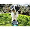 hooper dog tag bowl 600x450
