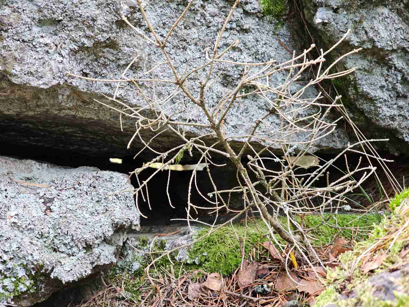 goethovy-skalky-pohled-do-sikme-pukliny-GeologieAsska.cz_DobreCaje.cz_GeoVychazky.cz