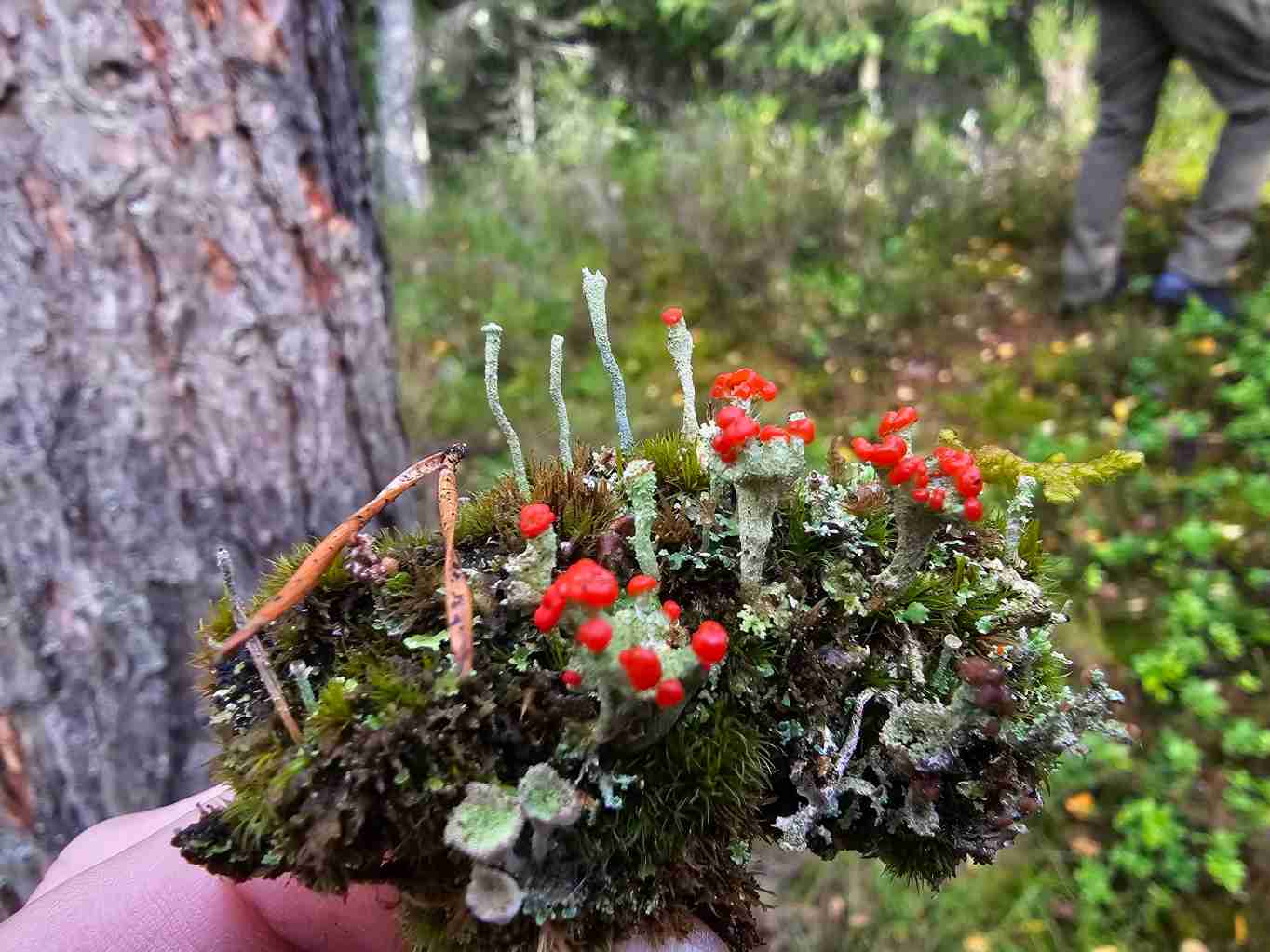 lisejnik-dutohlavka-cervcova-cladonia-coccifera-GeologieAsska.cz-GeoVychazky.cz