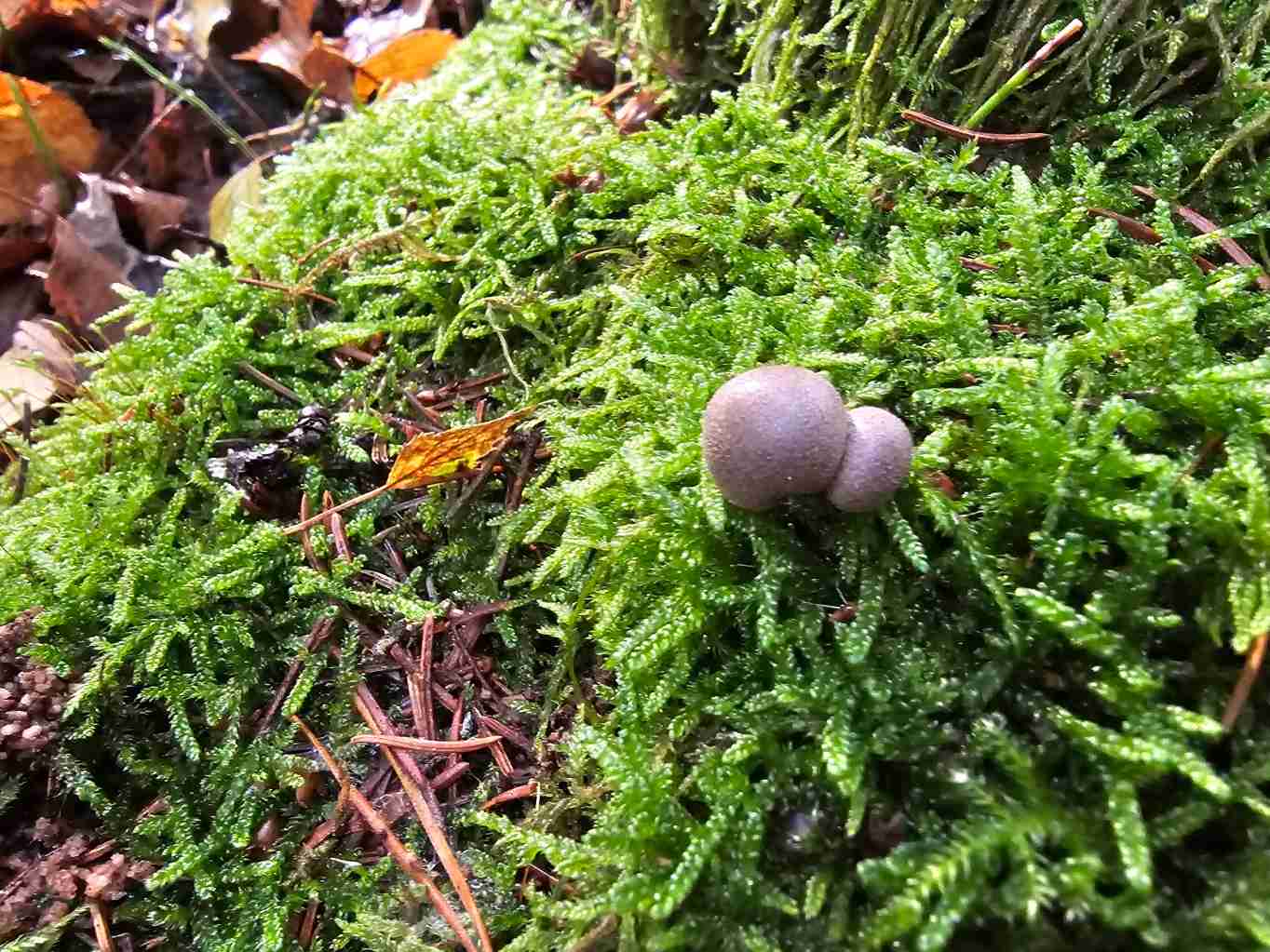 unikatni-inteligentni-organismus-hlenka-slizovka-GeologieAsska.cz_GeoVychazky.cz