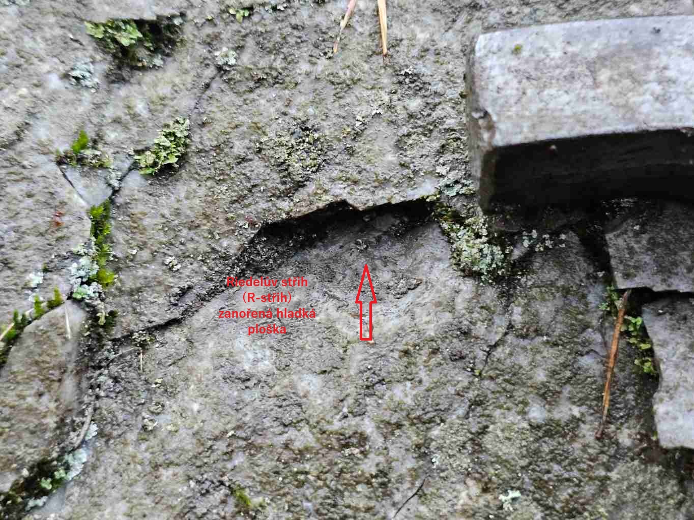 riedelovy-R-strihy-01-detail-vyznaceni