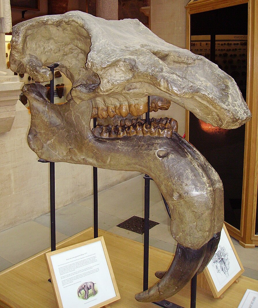 Deinotherium_giganteum_skull