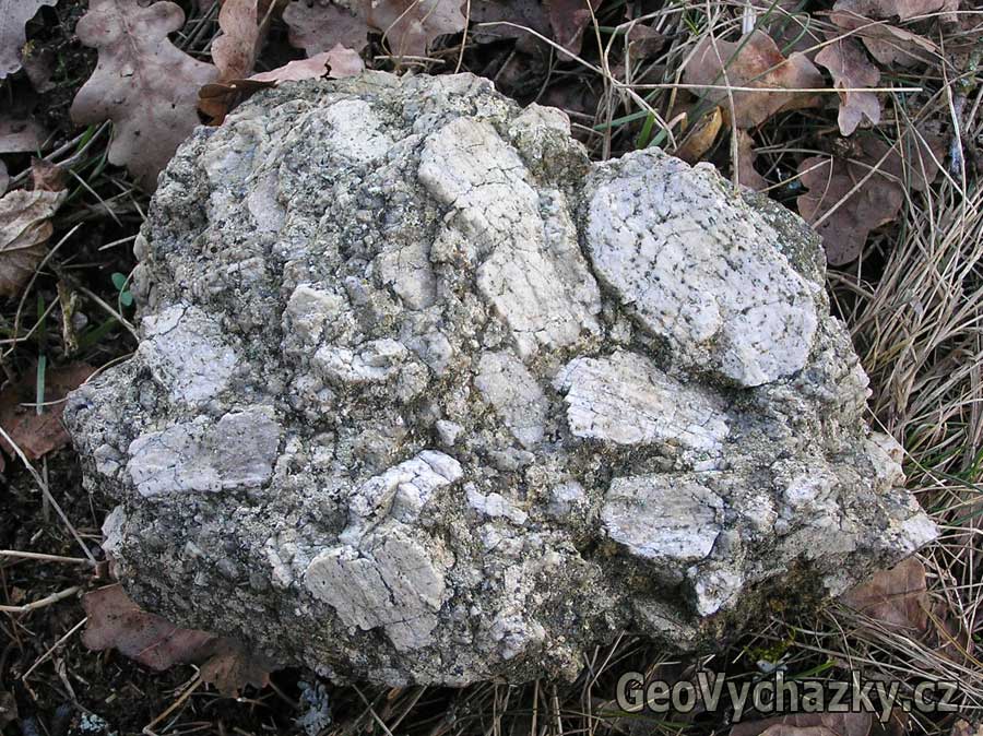 P1010279_GeoVychazky_GeologieAsska_Nepustil_Smrciny_velke_vyrostlice_zivcu_a_01