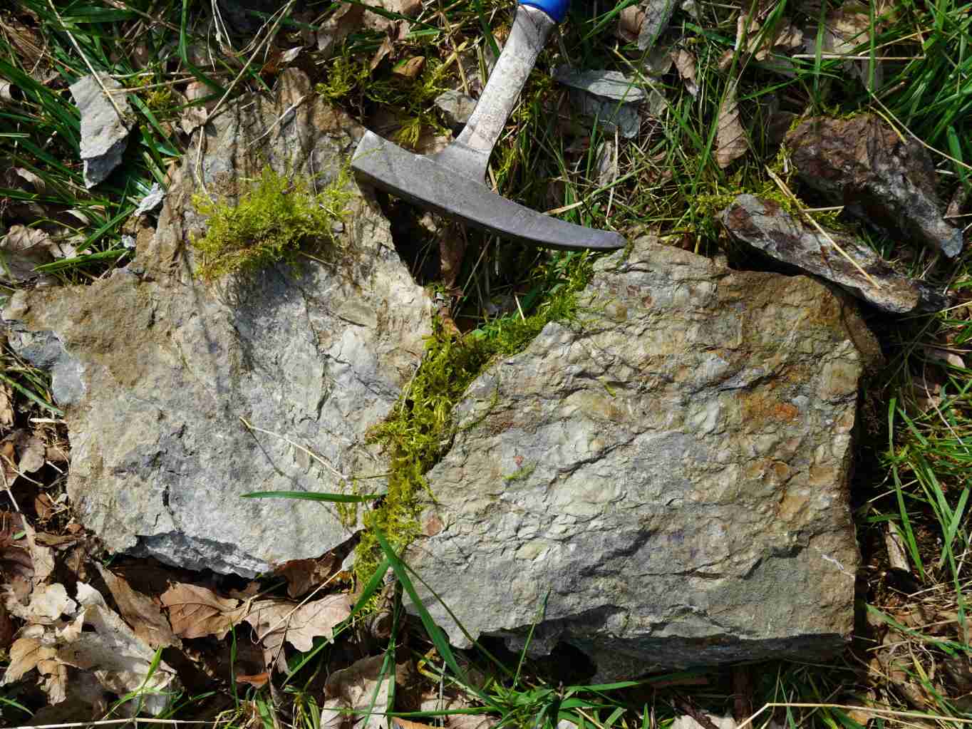 ichnofosilie_fykodove-bridlice