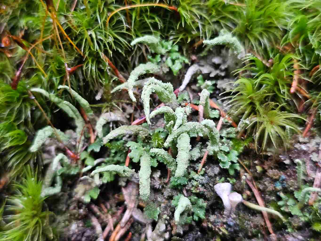 dutohlavka-kuzelovita-cladonia-coniocraea-01