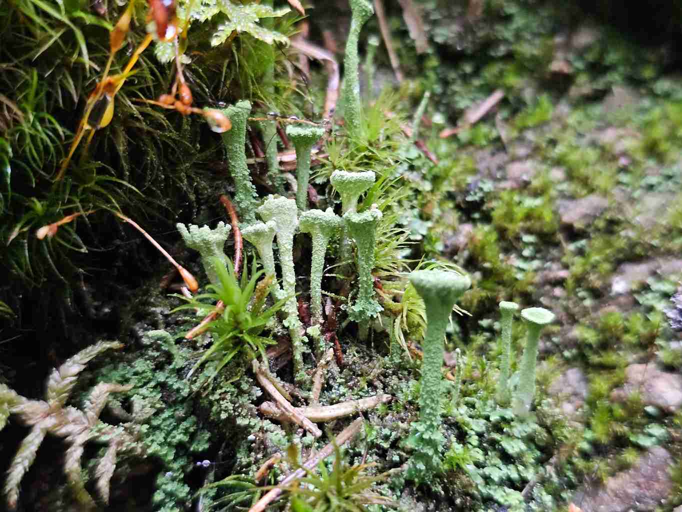 dutohlavka-trasnita-Cladonia-fimbriata-01