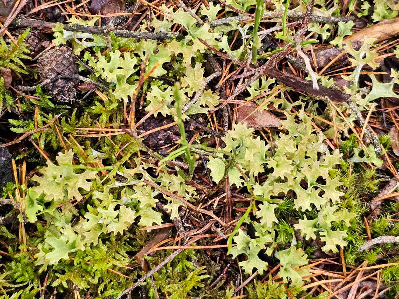 goethovy-skaly-puklerska-islandska-GeologieAsska.cz-GeoVychazky.cz