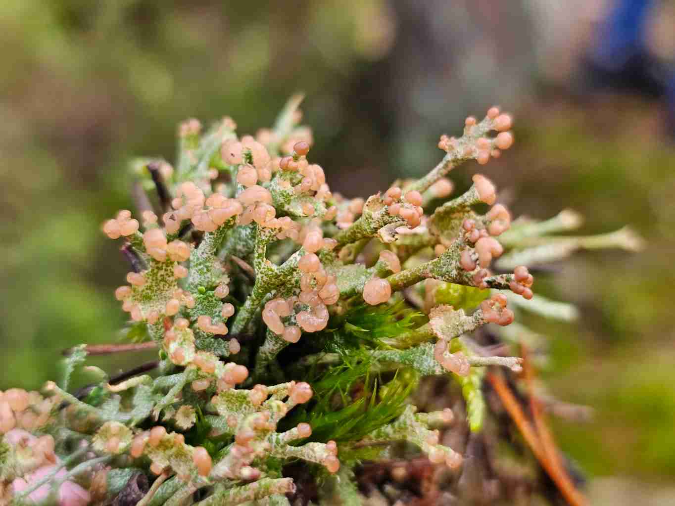 lisejnik-dutohlavka-rozsochata-cladonia-furcata-GeologieAsska.cz-GeoVychazky.cz
