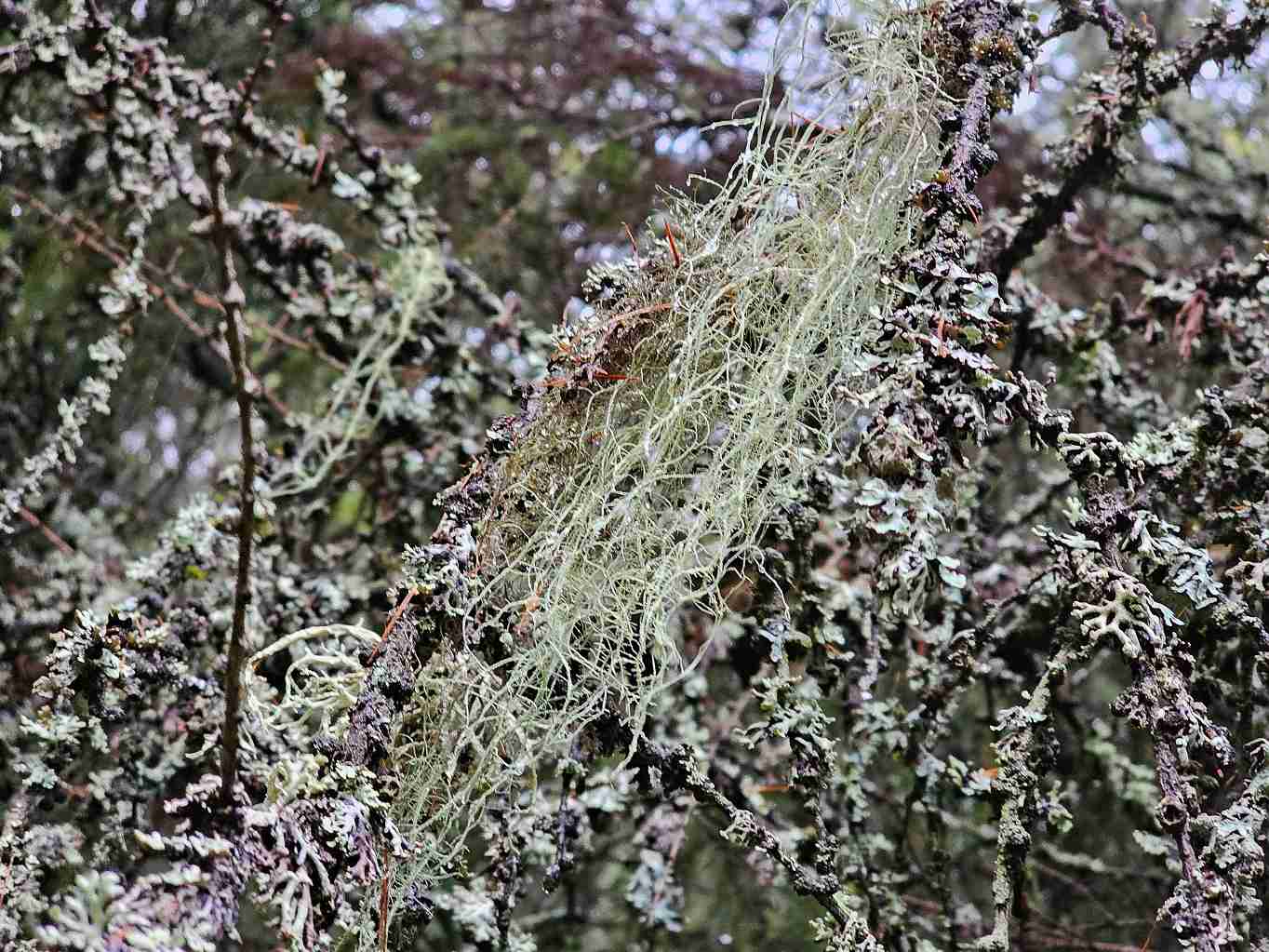 lisejnik-provazovka-obecna-01