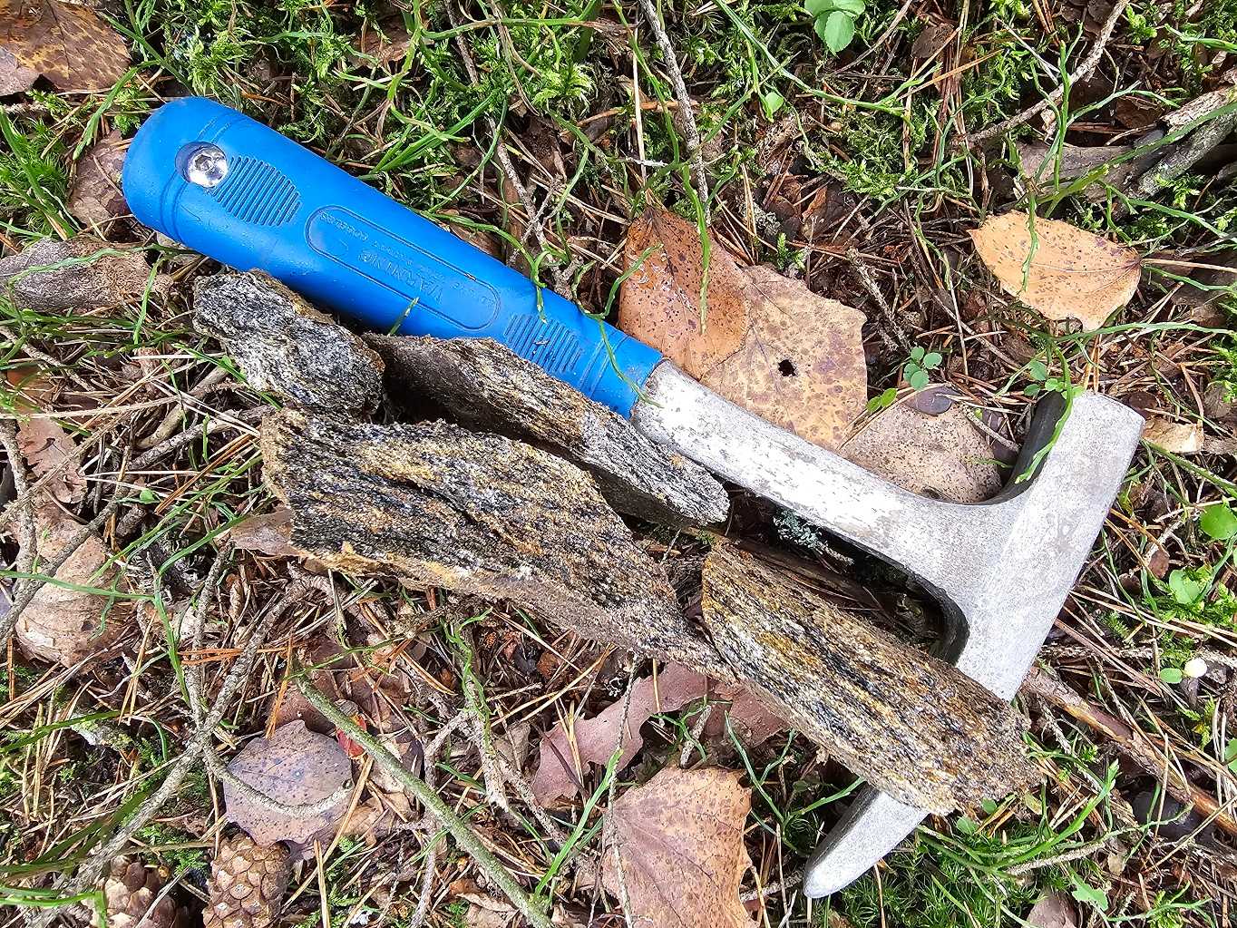 pararula-dvoslidna-stav-vzorku-odebranych-v-zanikle-tezebne