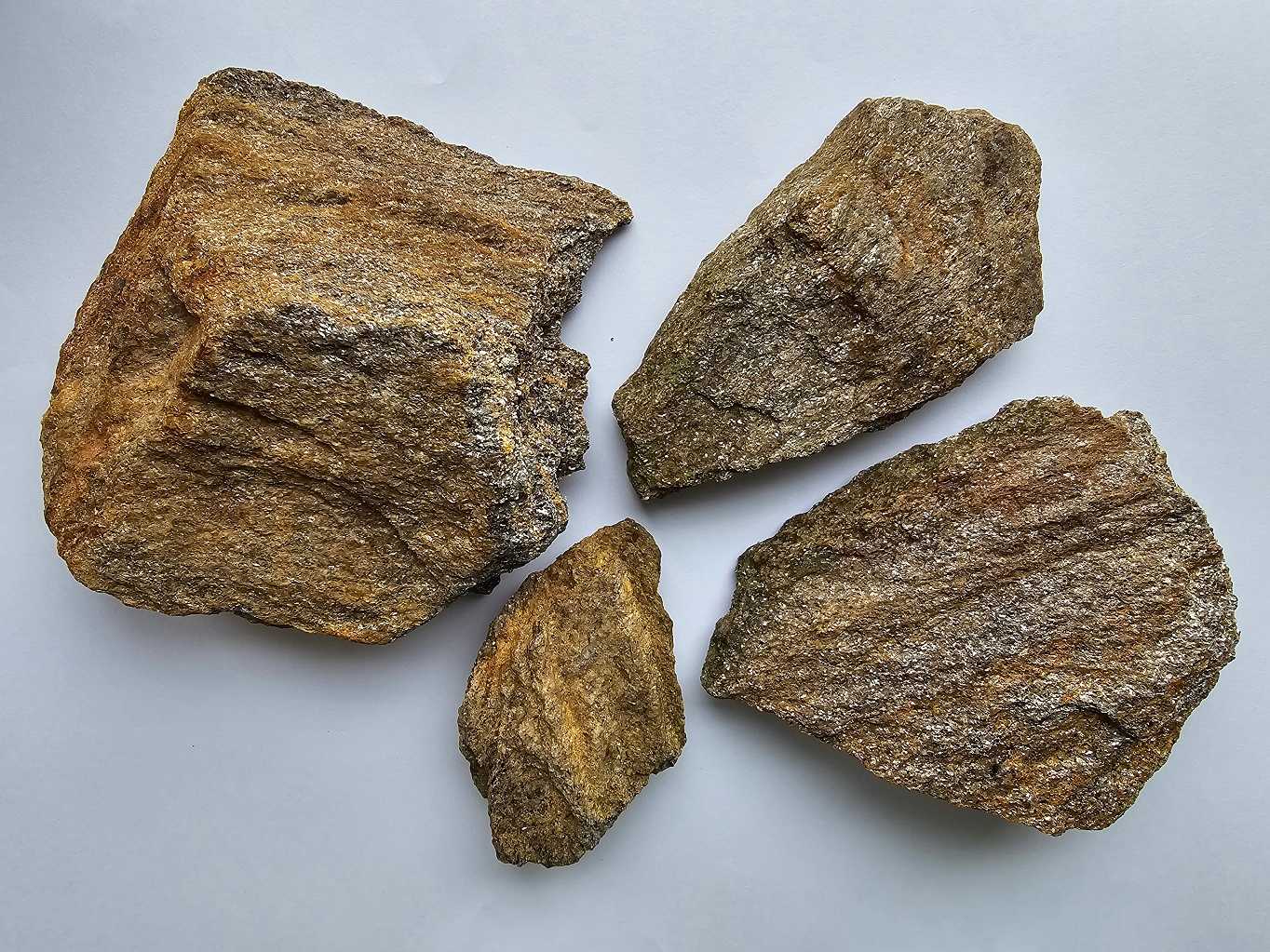 pararula-dvoslidna-vzhled-vzorku