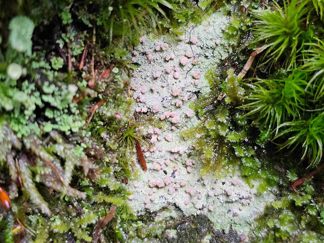 vlahomilka-vresovistni-icmadophila-ericetorum