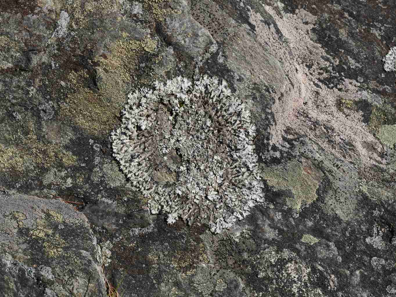 tercovka-skalni-svor-pod-rozhlednou