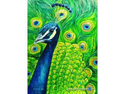 Pávaportré 40x30 cm gg