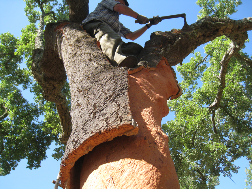 cork-tree_1024x1024