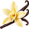 vanilla cream