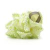 158025 11 olive