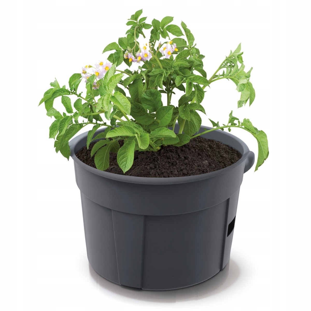 PROSPERPLAST Květináč na pěstování brambor POTATO GROWER antracit 39,2cm
