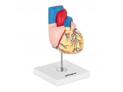 Model srdce - rozložitelný na 2 díly - originální velikost