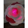 Svítící růžová růže