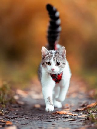 Malý velký čiči průzkumník. A v postroji, který ladí přesně tak, jak si vyberete. U nás si můžete nechat ušít kočičí...