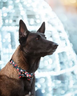 🎄✨ Také už se těšíte a vyhlížíte Vánoce ?! ✨🎄 Chcete, aby měl váš chlupáč (psí i kočičí 😺🐶) pod stromečkem nový stylový...