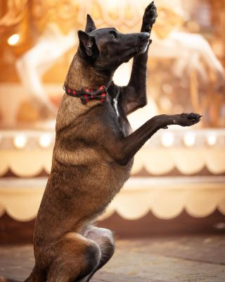 🎄 Vánoční chaos je v plném proudu! 🎁 Naštěstí máme 🐕‍🦺 a 🐈 – a ven se musí 🐾. Nadechnout se a na chvíli zpomalit. 🙏 💛...