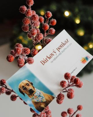 Dárkový poukaz pod stromeček také potěší. 🎄 👉 https://www.gingerboy.cz/darkove-poukazy/ #gingerboycz #vanocnipsidoplnky...