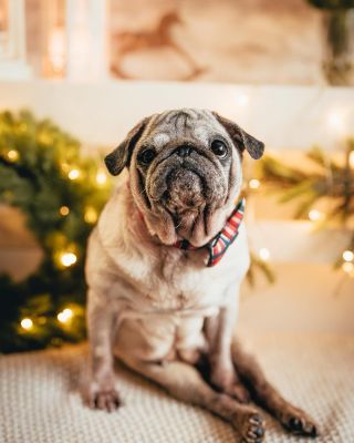 Tlapky na stole.🐾 Vánoční klid a pohoda. ✨ Pejsek z psího hospicu @dejtenamsanci 🤍 Pokud ještě hledáte smysluplný dárek,...