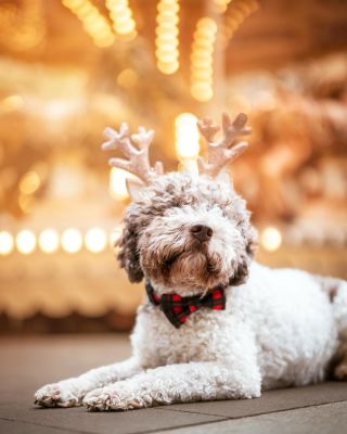 🎄Veselé Vánoce všem, dvounohým i čtyřnohým. 🐾 🎄Merry Christmas to all, two-legged and four-legged. 🐾 📸 @mrackova.foto