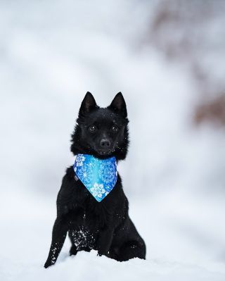 ❄️ Sněhová nadílka pokračuje! ⛄️ Užijte si kouzelný zimní den se svými chlupáči naplno! 🐾💙 Na fotce: pejsek s navlékacím...