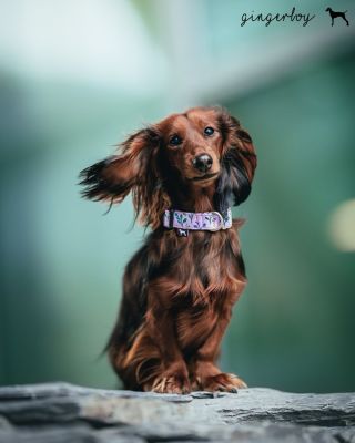 💜 Jasmine 💜 Jeden z vašich nejoblíbenějších vzorů po celý rok. Něžný, elegantní a dokonale se hodí i na svatby nebo jiné...