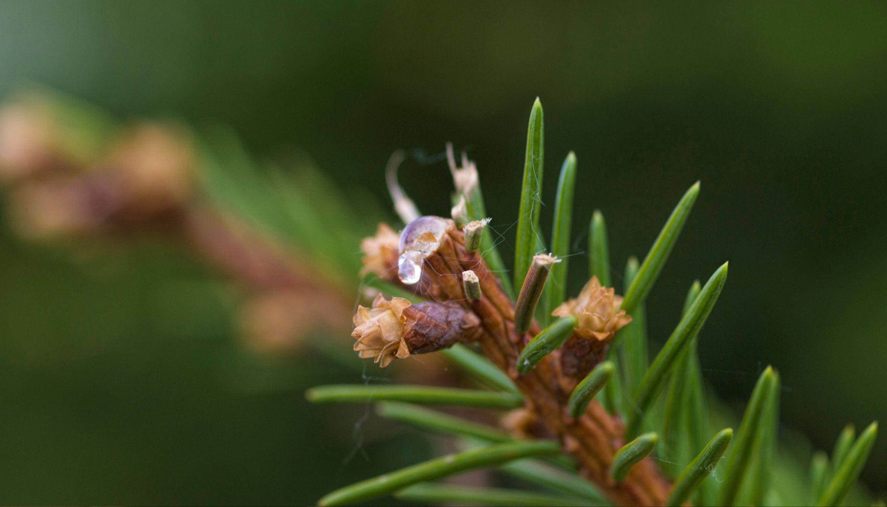 Kā noņemt sveķus no apģērba?