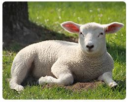 Wool dryer balls Zachte wollen droogballen