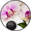 tesori_orchid_china_mini