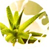 natural_beauty_aloe_vera