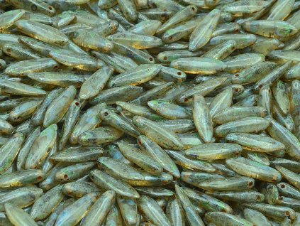 11169014 5x16 mm 30020 86800