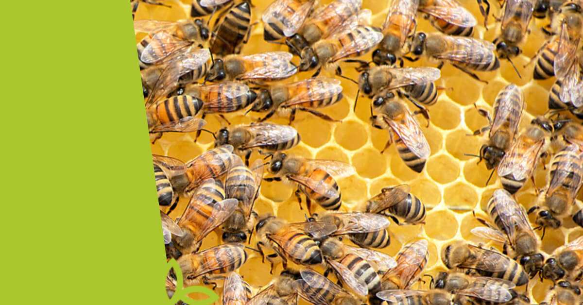 O medu – pravdy a mýty