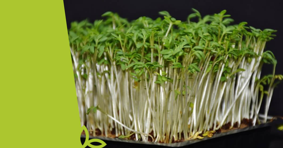 Objevte sílu microgreens