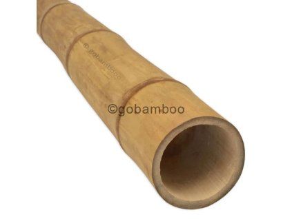 guadua bambusstange o 11 13 cm