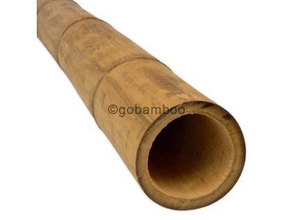 guadua bambusstange o 13 15 cm