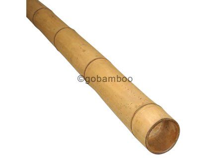 guadua bambusstange o 7 9 cm
