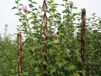 proutena operna tyc k rostlinam 190 cm