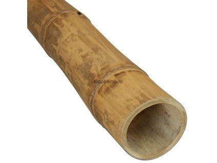 guadua 13 15