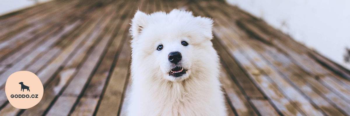 Bílý pes v zimě