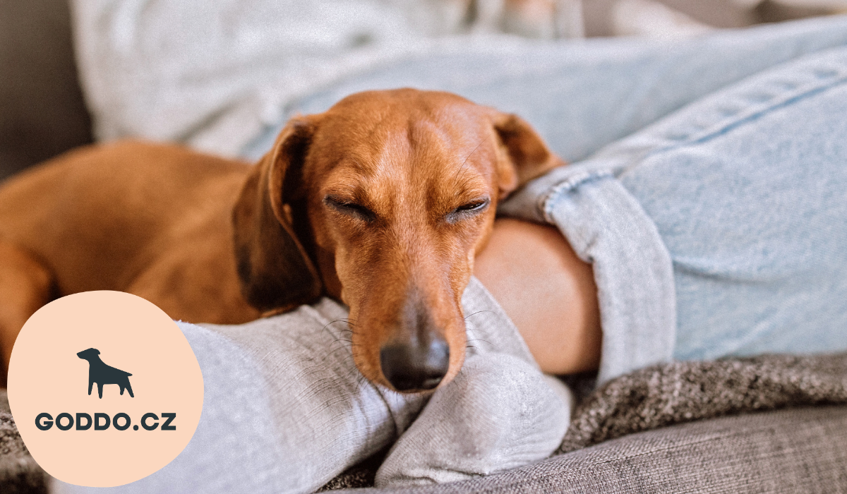 GODDO.CZ - Wiener mobilní