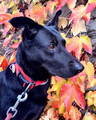 Stačí nahodit kvalitní a loužím/dešti/blátu ☔️ odolnou výbavičku a podzim si tak i s jeho rozmary užít v plné parádě 🐾🐾...