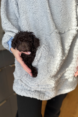 GoldBee Hoodie Ice Age Snow Blue (Barva Blue, Velikost M)